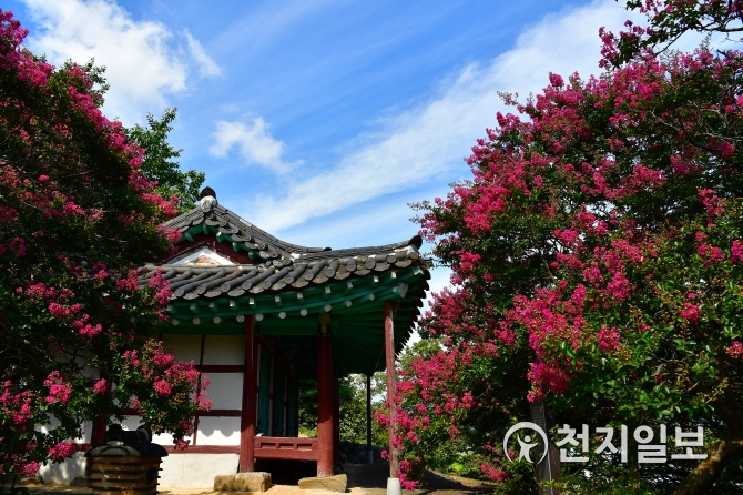 [장성] 요월정 원림에 핀 백일홍