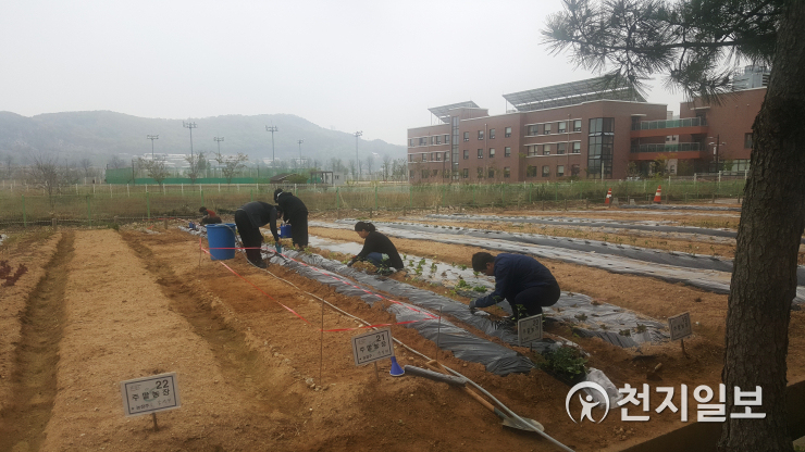 인천 영종도 주민대상 주말농장 무료분양