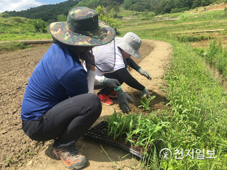 곡성군, 먹노린재 친환경방제 나서