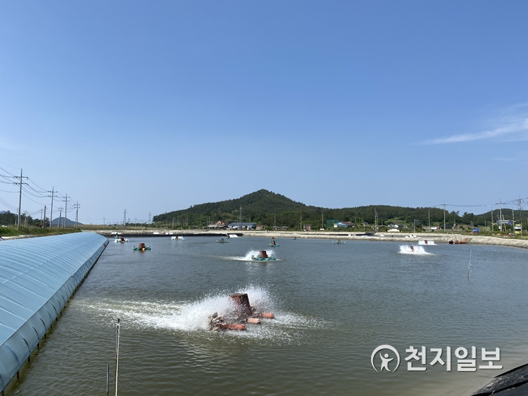 신안군, 왕새우양식 사상 처음 생산고 600억 달성