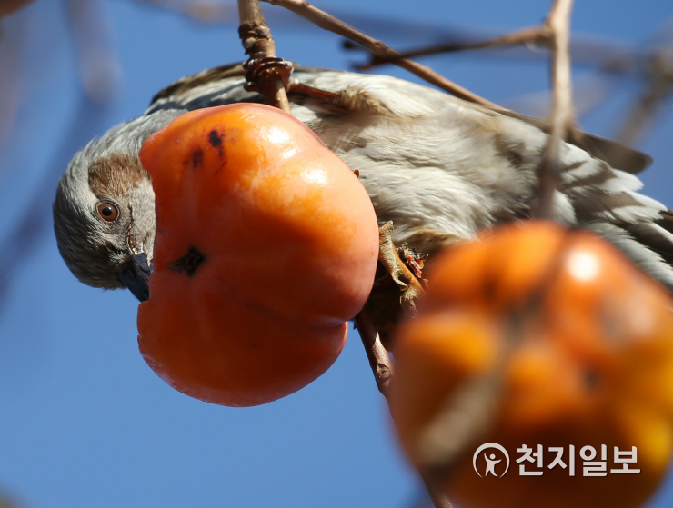 [천지포토] 감 맛이 괜찮네