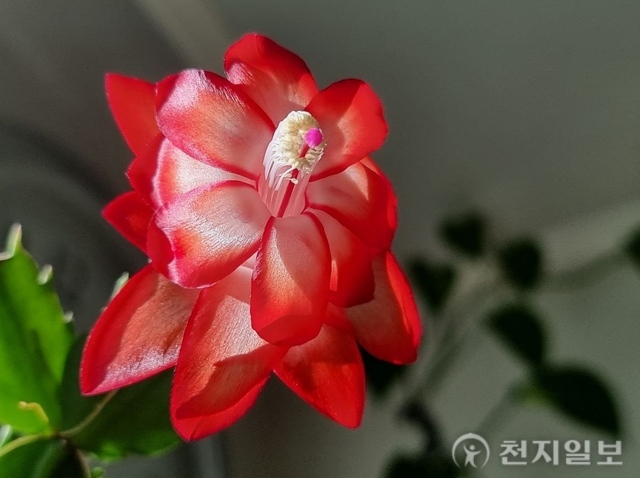 [포토] 불타는 사랑 ‘게발선인장’