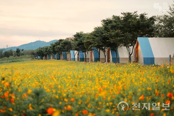 [지역명소] 새 옷 갈아입는 순천… 가을정원 억만 송이 국화꽃 향기에 풍덩
