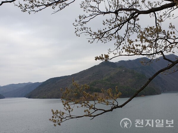 [포토] 옥천, 천상의 정원 대청호와 벚꽃