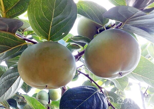 정읍 태추단감, 고속도로휴게소서 달콤한 유혹