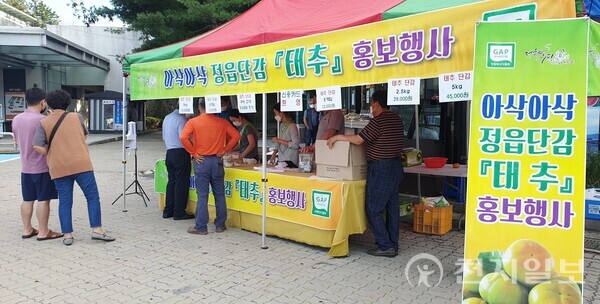 정읍 태추단감, 고속도로휴게소서 달콤한 유혹