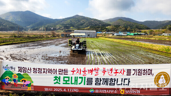 보성 웅치 올벼쌀 모내기 시작… 명품 쌀 생산 시동