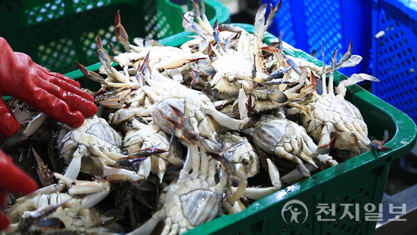 진도 바다 물 반 꽃게 반… 제철 맞은 봄 꽃게 대풍년