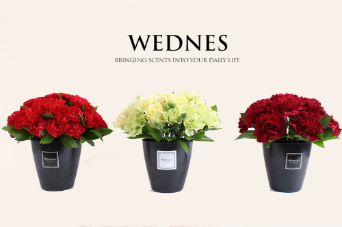 카네이션 판매 시작한 WEDNES(웬즈)‥인기에 서버도 다운