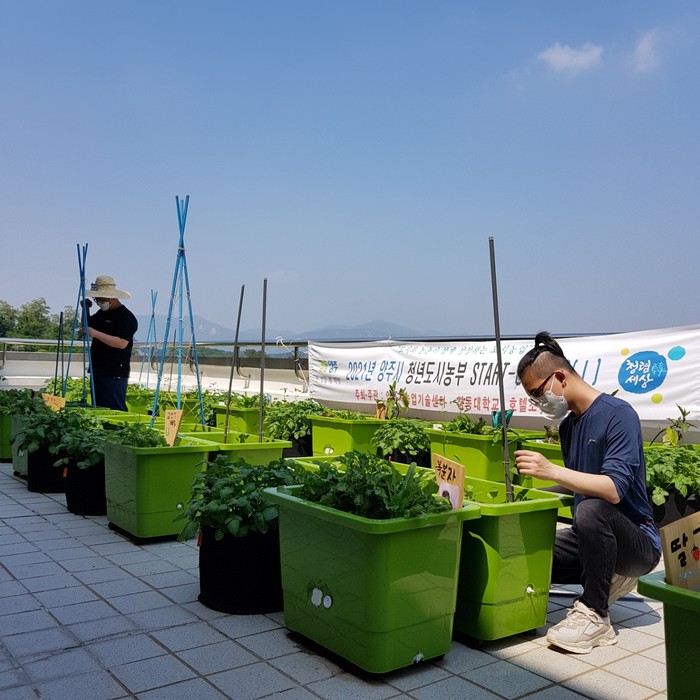 상자텃밭 가꾸는 청년도시농부