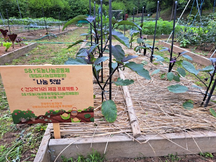 은평구, 향림도시농업체험원 텃밭서 재배한 친환경 농산물 푸드마켓 이용자에 제공