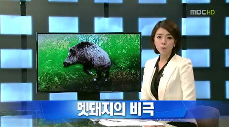 ‘멧돼지 늬우스’로 변한 방송 뉴스