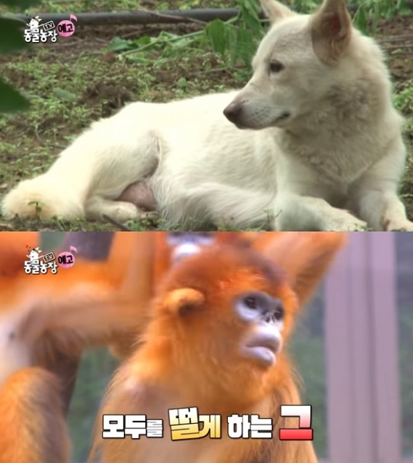 ‘TV 동물농장’ 불량엄마 백구의 가슴 찡한 반전 & 황금원숭이 신비, 폭군 아빠가 된 이유는?