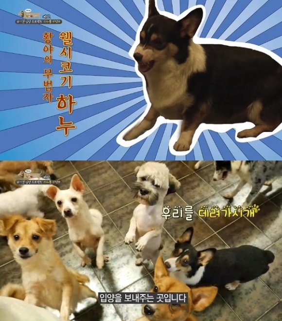 ‘세상에 나쁜 개는 없다’ 유기견 입양 카페 하누, 운영자도 두 손 두 발 다 든 폭군
