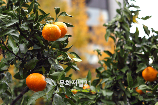 청계광장에 마련된 제주감귤밭