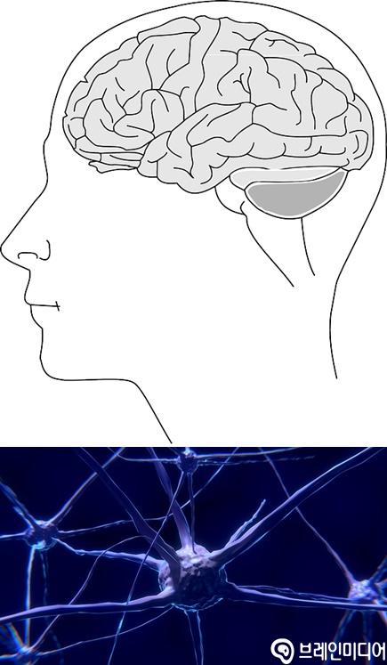 [양현정의 뇌활용연구실 7편] 시냅스(synapse)를 벗어나자