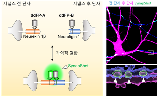 KAIST, 기억·인지 시냅스변화의 실시간 관찰기술 개발