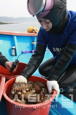태안군 바다 인삼 풍년