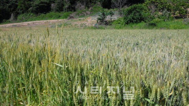 충남도, 우리밀 생산 기반 넓힌다