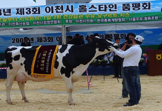 이천 임영규씨 젖소 ‘그랜드챔피언’