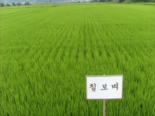 여주, 2009년부터 추청벼 대체품종 보급한다!