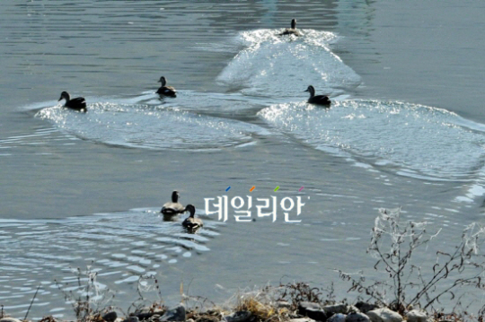 청둥오리 가족, 청정고향 홍천강 찾아왔어요!