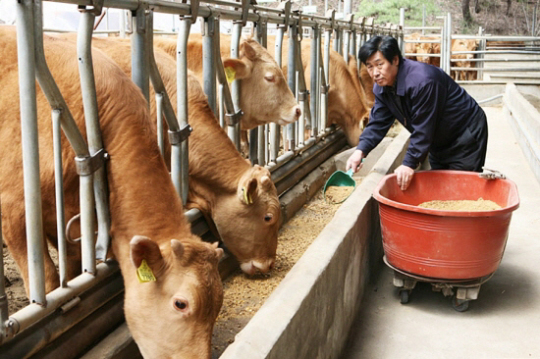 늘푸름 홍천한우, ´개량사업´ 박차