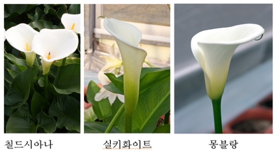 무름병 걱정 없는 ‘칼라’ 꽃 선봬