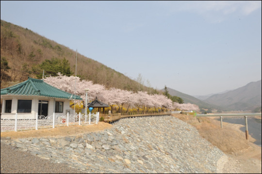 활짝 갠 봄날엔 ´100리 벚꽃길´