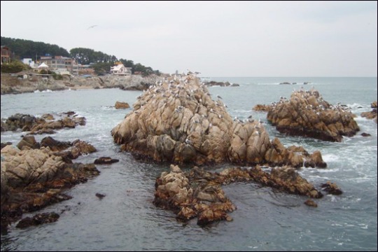 작은 바위섬도 우리땅 아니더냐