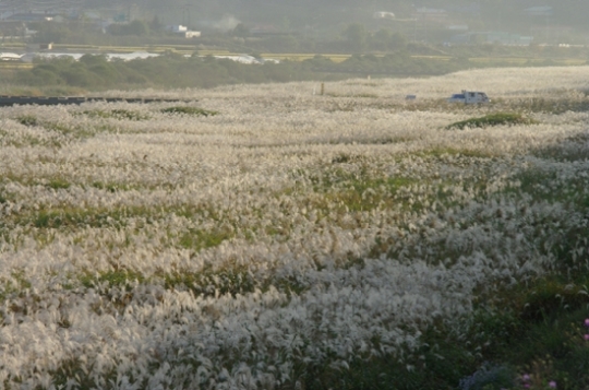 충남 부여 금천변 억새군락, 가을 정취 물씬