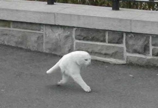 누구냐, 넌?...구글 스트리트뷰서 두발 고양이 포착돼