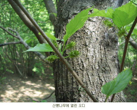 우리나라에서 보기 힘든 거대한 산뽕나무