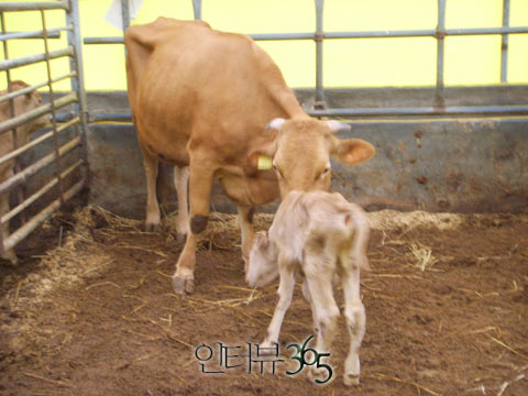 몸값 폭락에도 아랑곳없는 축사의 우공
