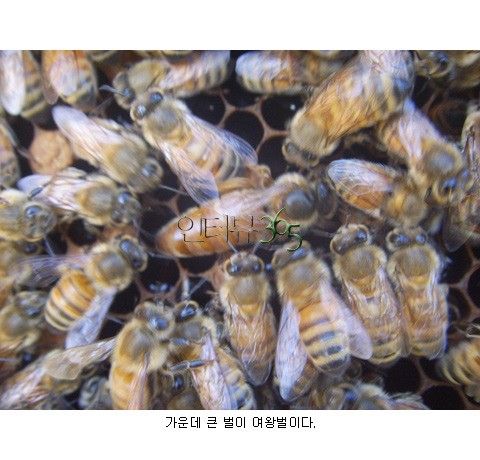 여왕벌만 독식하는 특별음식 로열젤리