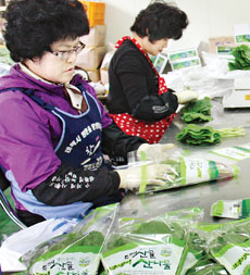 태백농협, 산나물 판매 물올랐다