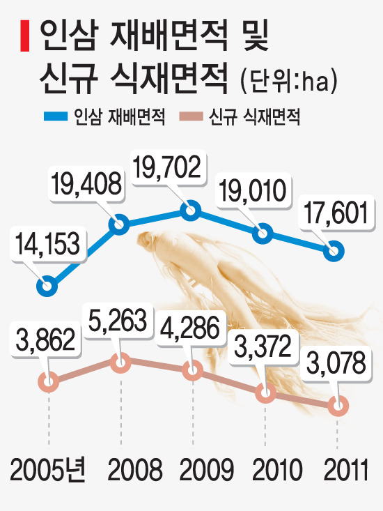 [집중분석]홍삼시장 커지는데…원료삼이 부족하다
