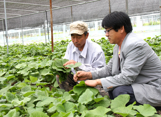 포천, 특화작목으로 산채 육성