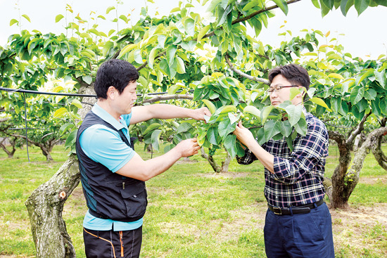 [기획]밀착 현장…농촌 속으로 (1)영농철 과수원 인력난
