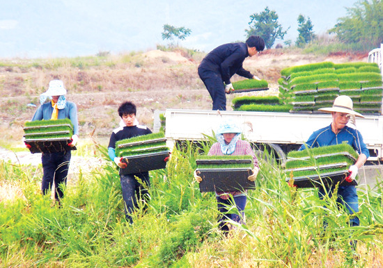 삼호농협 직원, 모판나르기 ‘어영차’