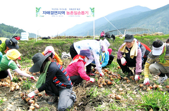 창원 가음정동사무소 직원들, 자매결연 지곡농협 방문 일손돕기