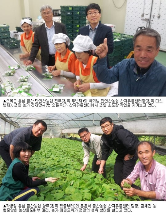 대형유통업체 이렇게 잡았다(4)충남 만인산농협·금산농협 깻잎 “어떤 상황에서도 거래처와 약속은 꼭 지켜”