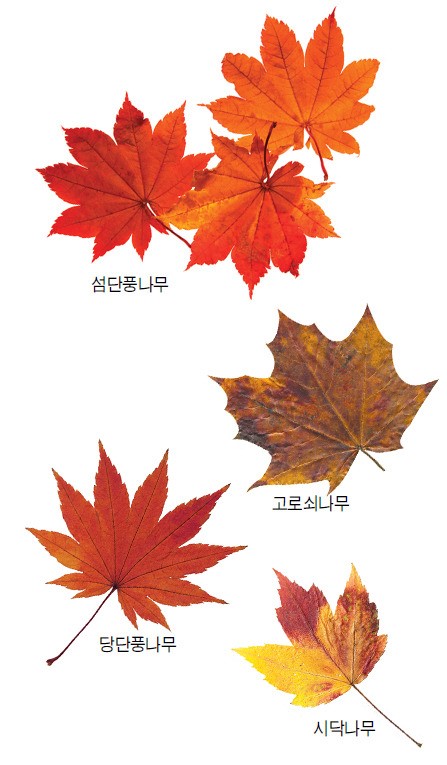 [단풍]단풍은 왜 드는 것일까? 잎 떨구기 위한…나무의 겨울나기 준비과정
