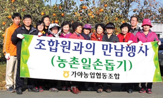 가야농협, 곶감농가 방문…수확 작업 도와