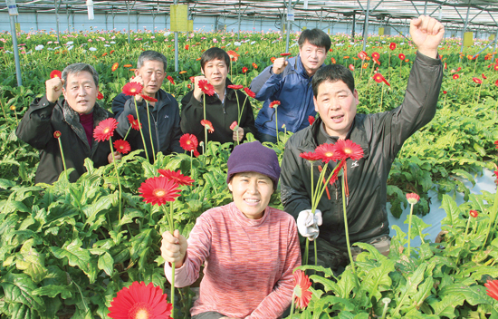 [현장]‘한파속 각양각색 자태 뽐내는 거베라’주산지 경북 봉화, 큰 일교차…명품꽃 생산 자리매김