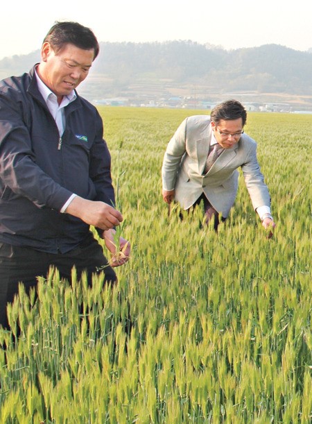 청보리 계약재배로 농가소득 높여