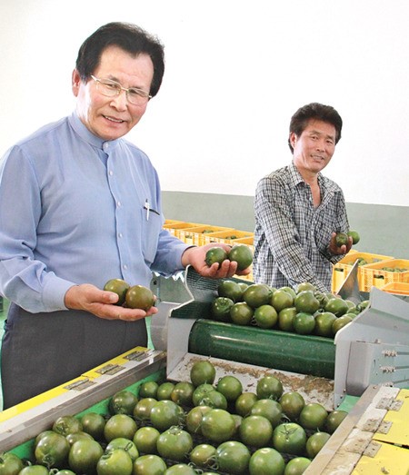 동곡농협 ‘흑토마토’ 명품화 박차
