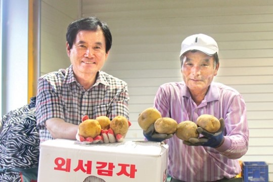 순천농협, 친환경감자 공동선별로 품질 높여