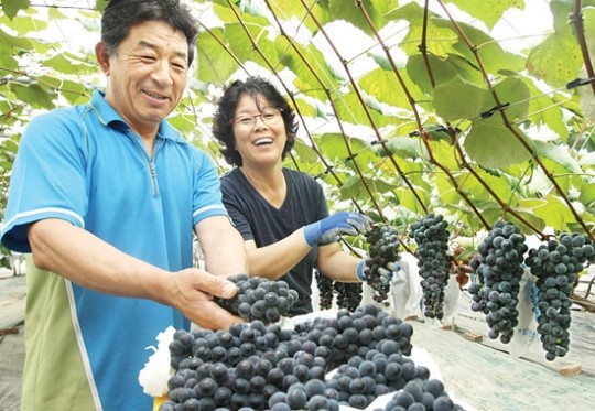 “당도 높은 송산포도 맛보세요”