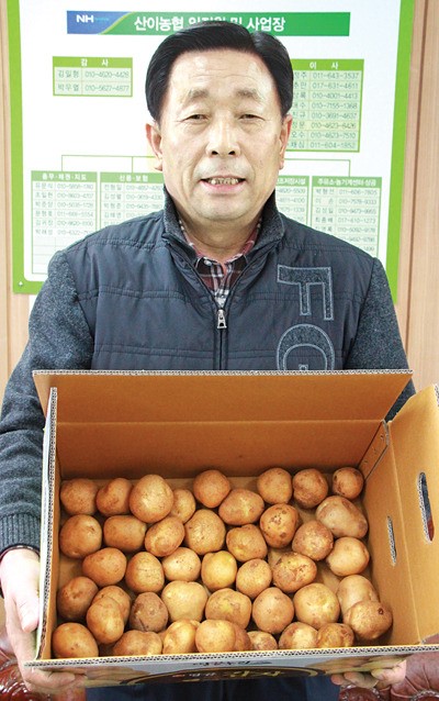 산이농협, 배추 대체작목으로 감자 육성